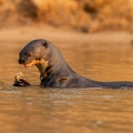 Giant river otter munching on a fish