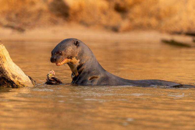 Giant river otter munching on a fish.jpg
