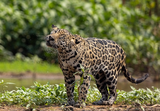 Pantanal - Part 2: Porte Jofre