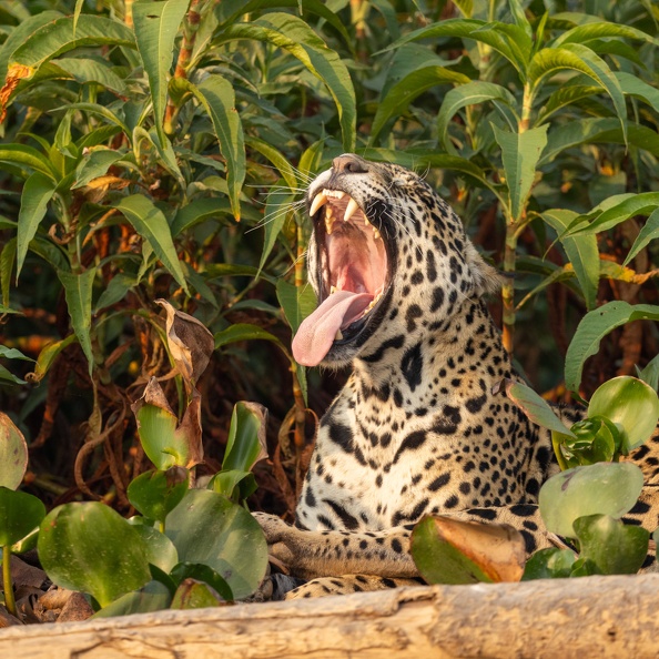 Jawning Jaguar.jpg