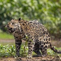 Jaguar shaking water off 2