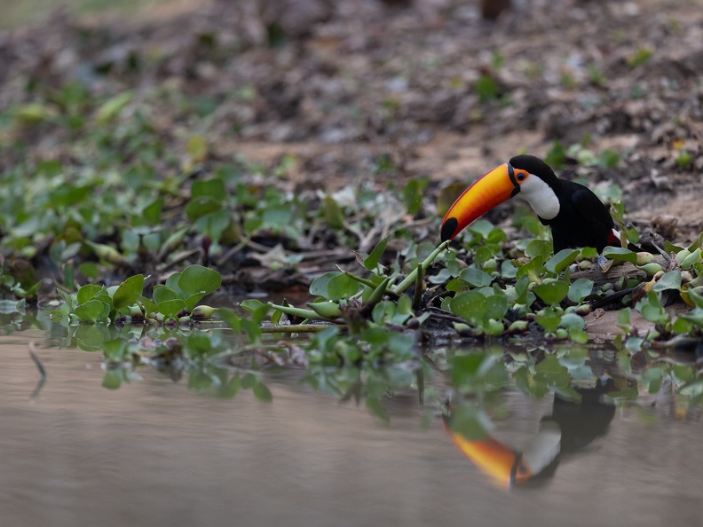Toco toucan near the water