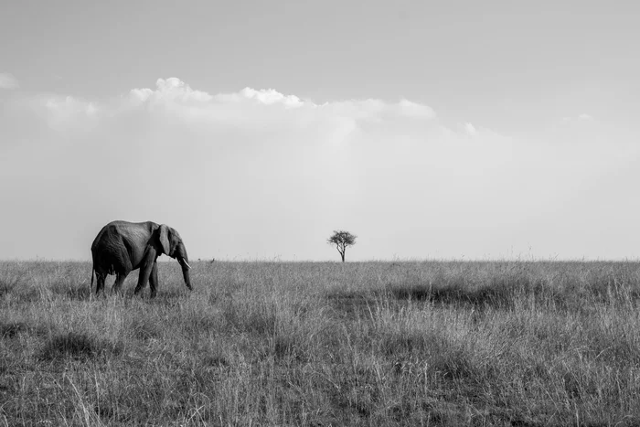 Classic Masai Mara