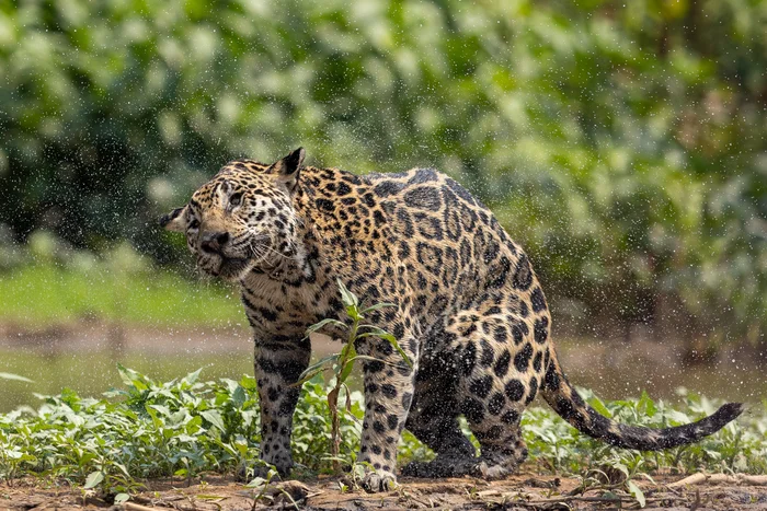 Jaguar shaking water off 2