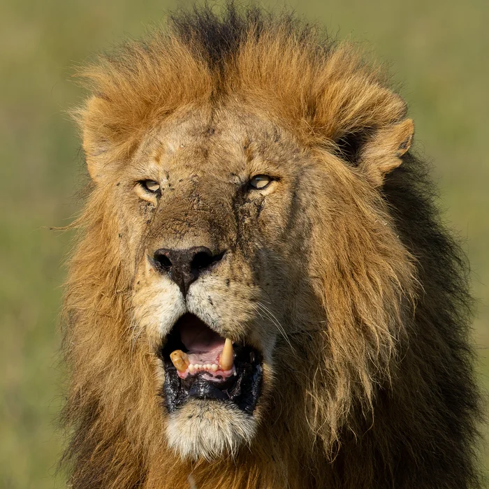 Male lion close-up