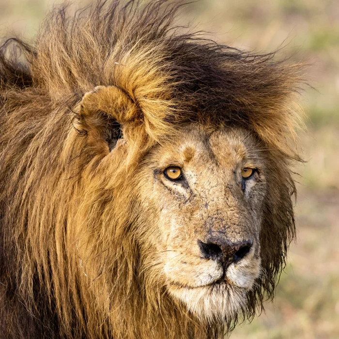 Portrait of a Lion
