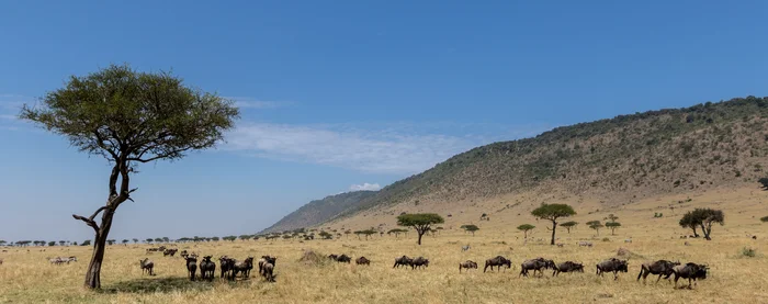 Migration in the plains of the mara